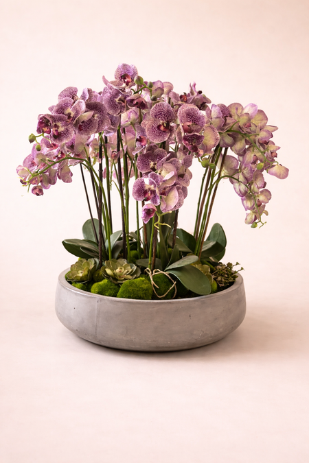 Orchid Fan